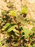 Lantana Sellowiana (en Corse) (02) (Photo F. Mrugala)